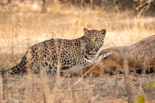 Indian Leopard or Panther with blue bull nilgai kill. Early morning Wildlife scene Leopard hunting largest Asian antelope in dry deciduous Forest at Ranthambore National Park India - Panthera pardus 