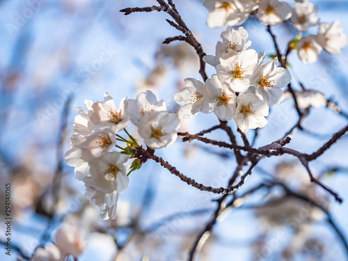 Closeup of sakura flower blooming in cherry blossom season with blurry blue sky background.