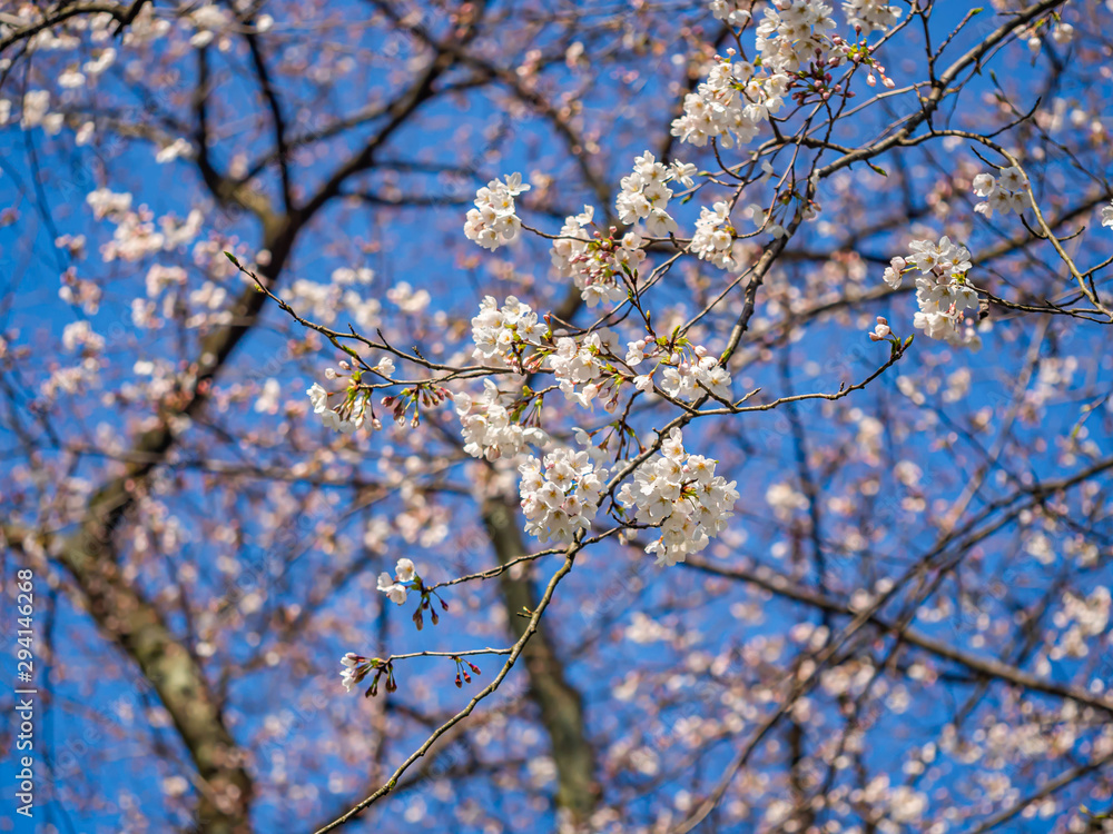 Cherry blossom season. Sakura flower blooming with blurry vivid blue sky background in the park or garden. Cherry blossom season. Sakura flower blooming with blurry vivid blue sky background in the park or garden.