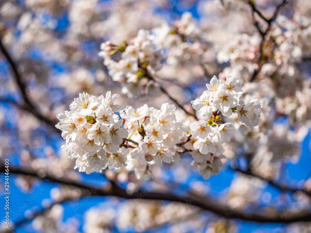 Cherry blossom season. Sakura flower blooming with blurry petal and vivid blue sky background. Cherry blossom season. Sakura flower blooming with blurry petal and vivid blue sky background.