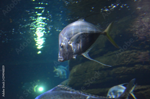 Lockdown fish Selene dorsalis Atlantic  aquarium Berlin Germany