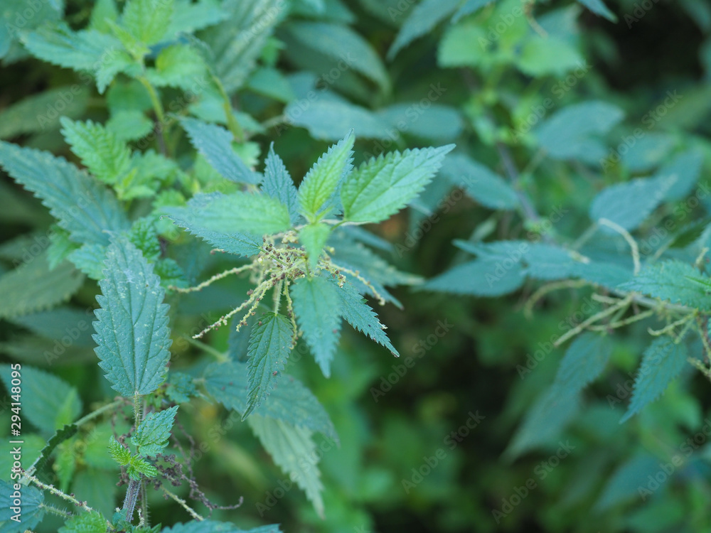 nettle (Urtica) plant background