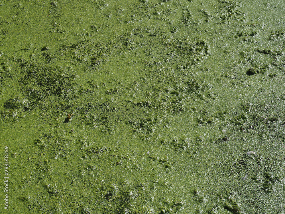 Algae floating on water Algae floating on water