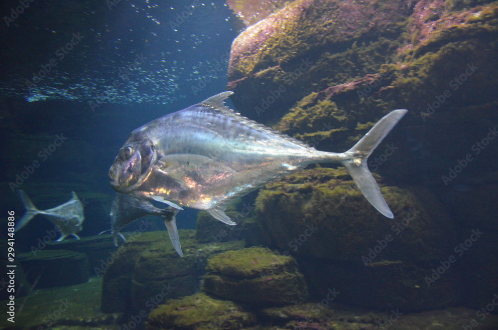 Fototapeta premium Lockdown fish Selene dorsalis Atlantic, aquarium Berlin Germany