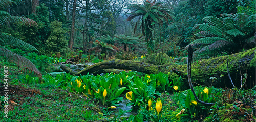 Fototapeta Naklejka Na Ścianę i Meble -  'The Jungle' a large bog garden with tree ferns fallen trees and a colourful display of Lysichiton americanus Skunk cabbage
