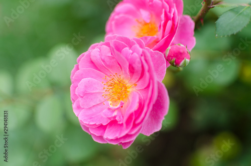 Pink Flower In The Garden.