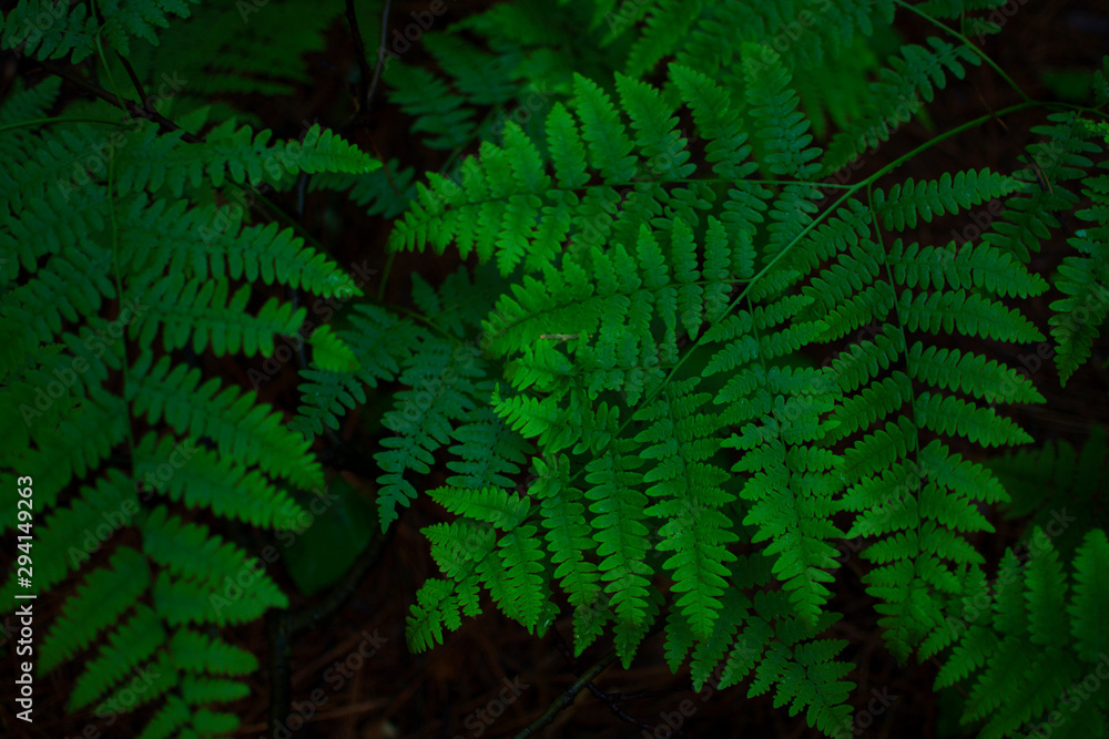 Green fern leaves Green fern leaves