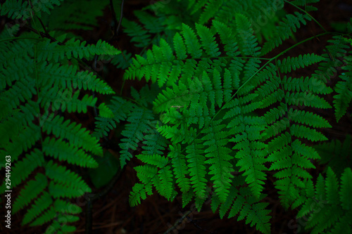 Green fern leaves