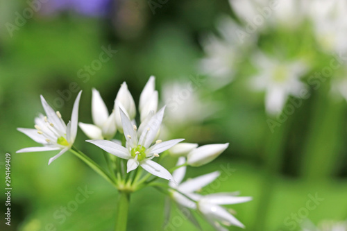 Fotografie Wild Garlic flowers