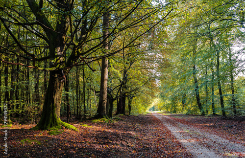 Waldweg im Herbst / Path through forest in autumn