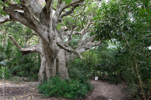 Big jungle tree