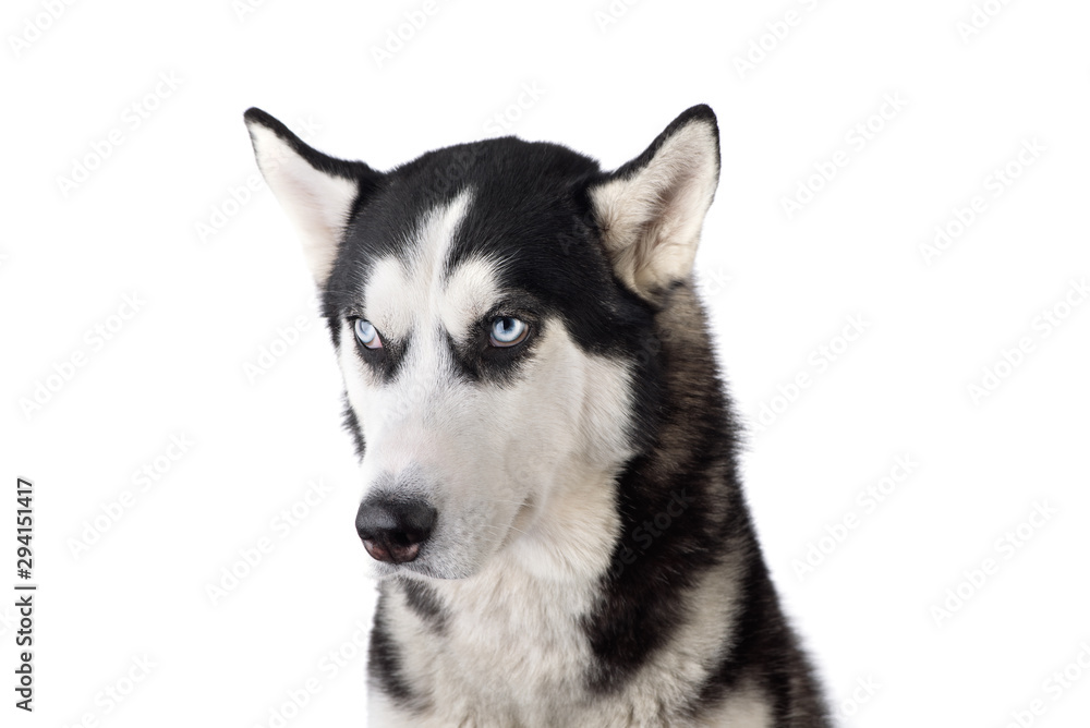 Fototapeta premium Cute husky dog have a hangdog look. Ьoked up