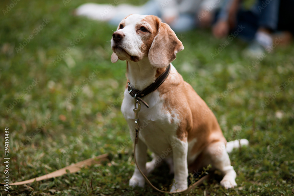 clever dog waiting for its owner's command, sitting on the green grass, full length poto. rest time