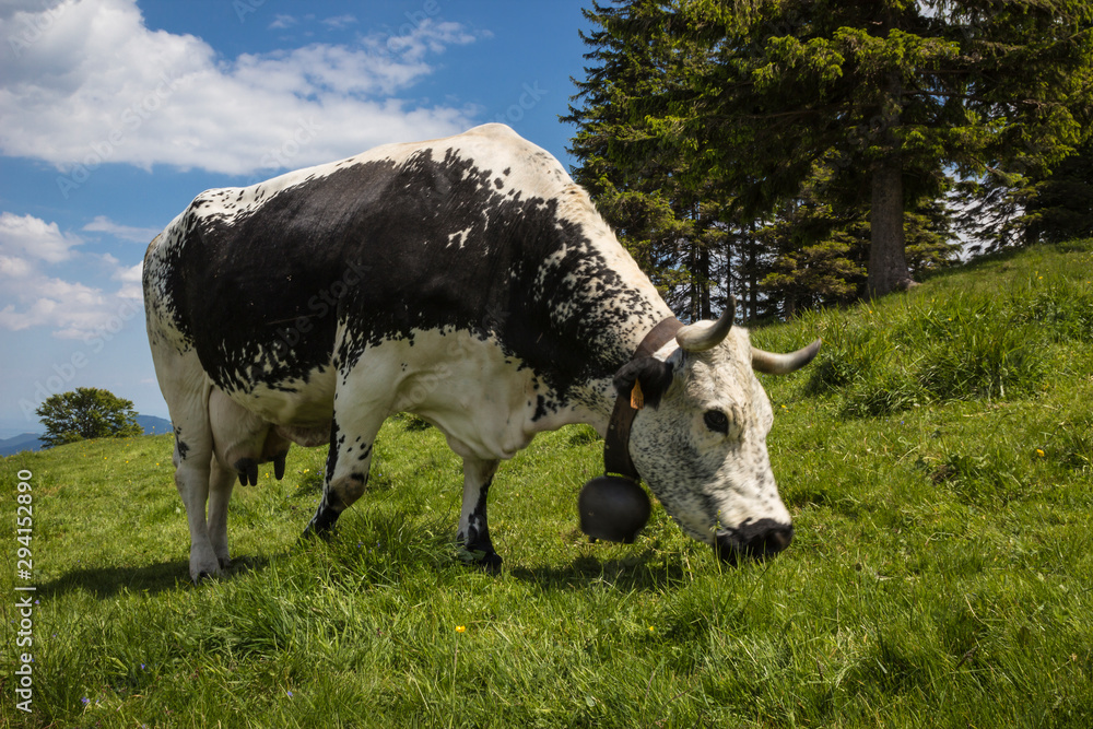 Fototapeta premium Cattle in the Vosges mountains.