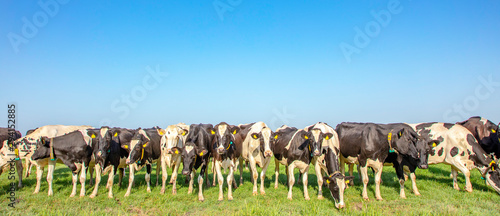 Herd of cows stand neatly in a row next to each other on the edge of a meadow.