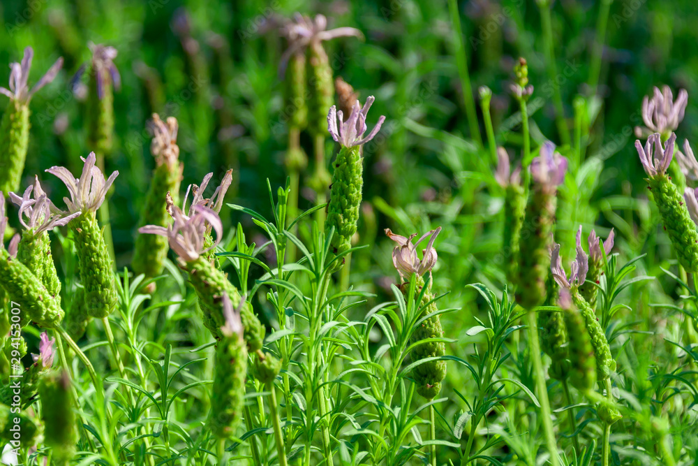 Lavender (Lavandula) blooms in the garden in the fall. Lavender (Lavandula) blooms in the garden in the fall.