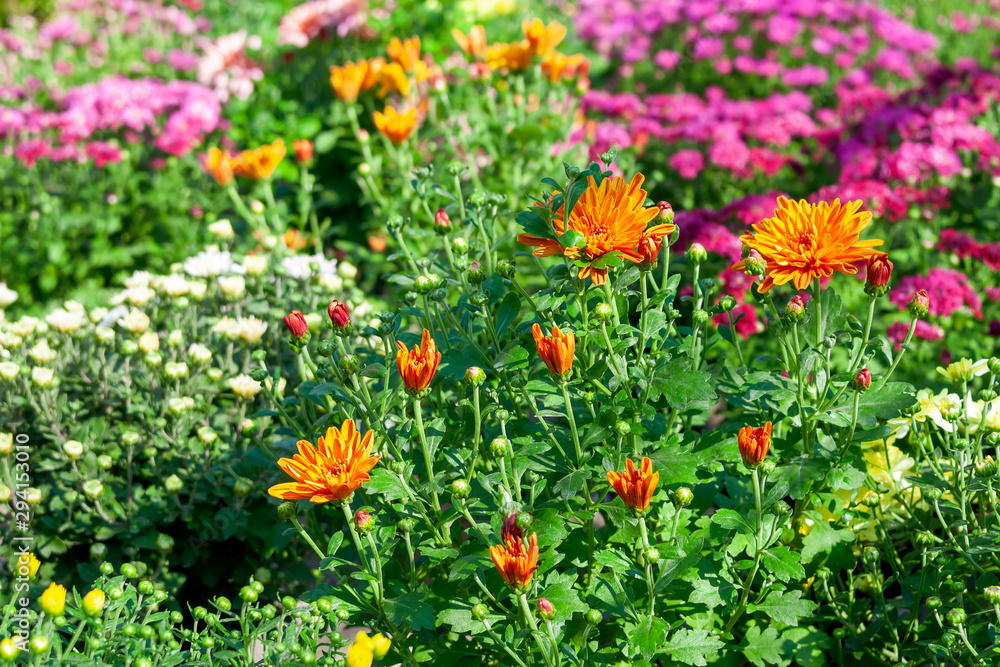 Chrysanthemum of different colors in the garden in the fall. Chrysanthemum of different colors in the garden in the fall.