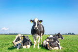 Three black and white cows, frisian holstein, in a pasture under a blue sky and a faraway horizon, one stands upright between two lying cows.