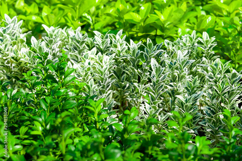 Different types of euonymus in the garden in the fall.