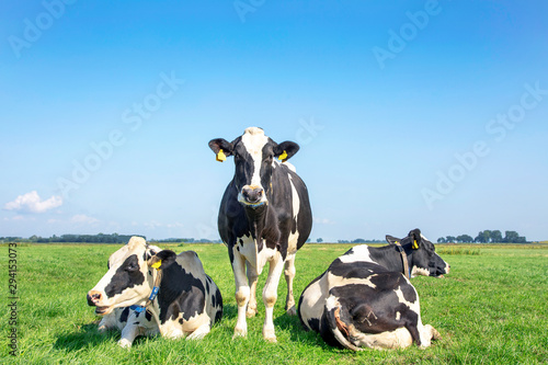Three black and white cows, frisian holstein, in a pasture under a blue sky and a faraway horizon, one stands upright between two lying cows. photo