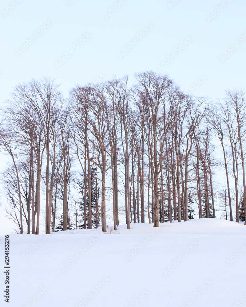 treeline in winter on a cold day