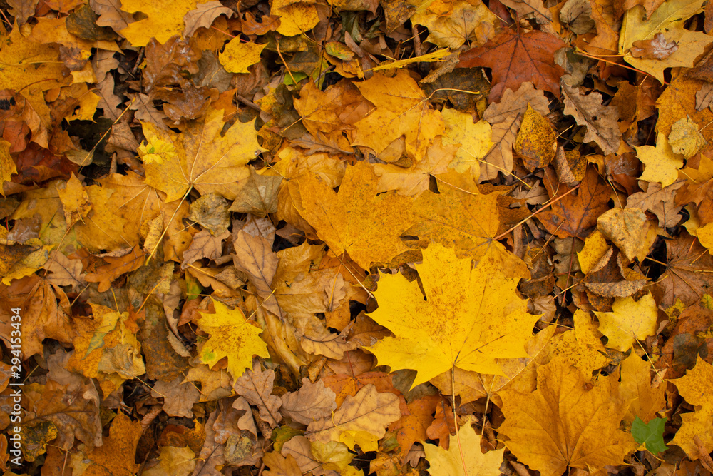 Autumn yellow leaves in the forest