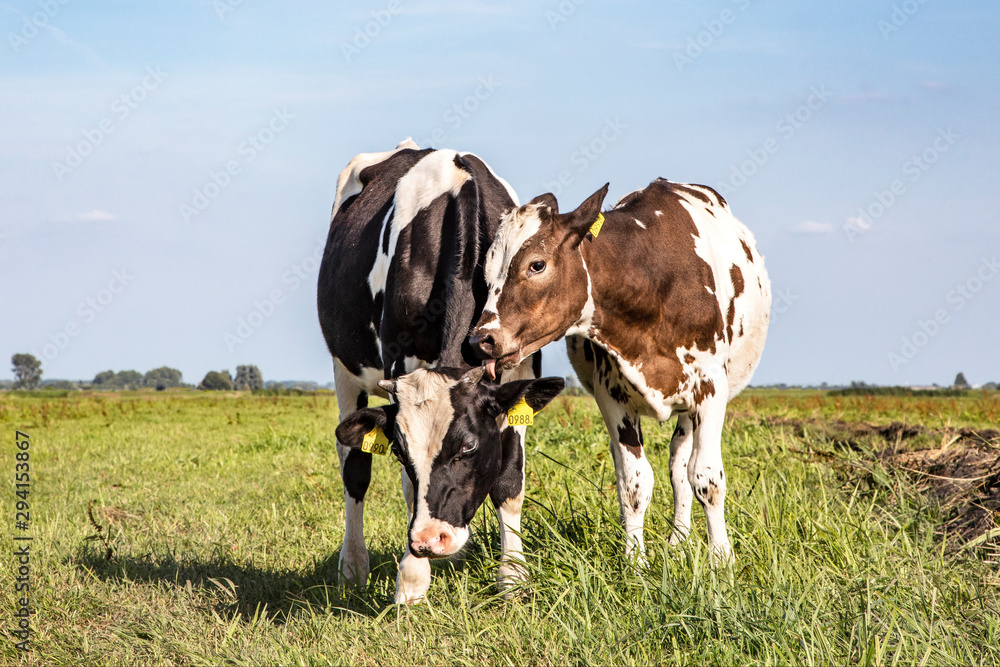 Cow playfully licks, cuddling another young cow standing in a pasture under a blue sky and a faraway horizon.