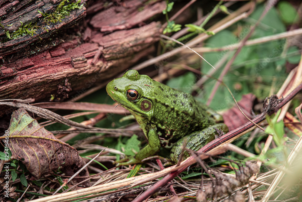 Fototapeta premium Frog