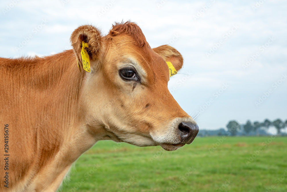 Portrait of a Jersey calf with big eyes and black snout, green grass, pale sky. Portrait of a Jersey calf with big eyes and black snout, green grass, pale sky.