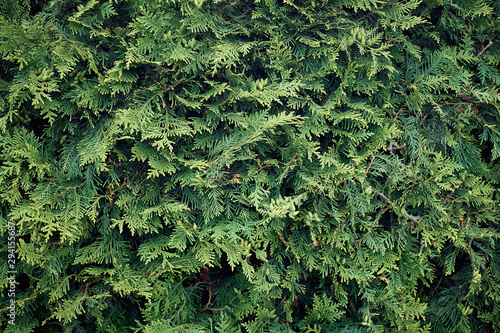 background of twigs m the leaves of thuja photo