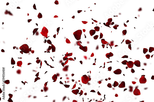 Fototapeta Naklejka Na Ścianę i Meble -  red colorful petals rose flying animation on white background, love and valentine day festive holiday
