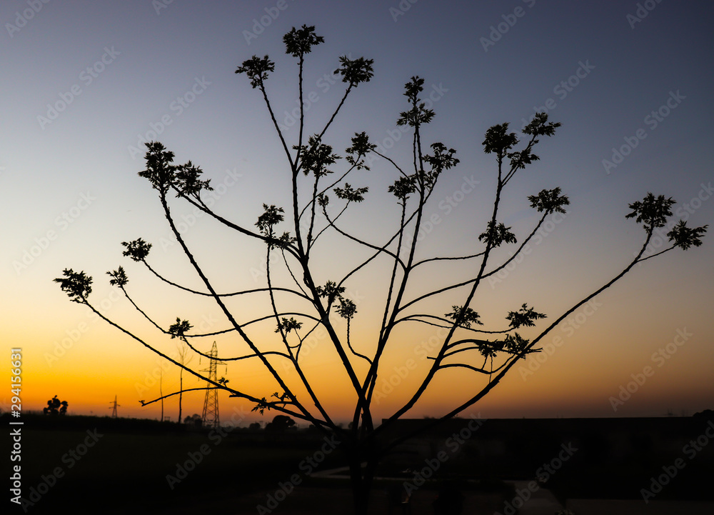 Fototapeta premium silhouette of tree at sunset