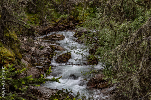 stream in forest