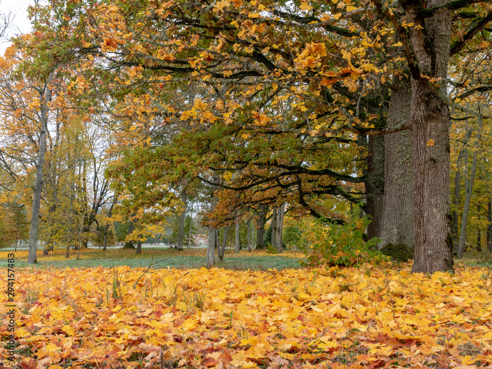 quiet landscape with beautiful trees, colored leaves on the ground, autumn