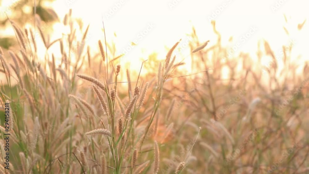 Wonderful landscape from the feather grass field in the evening sunset silhouette. serene feeling concept. countryside scenery atmosphere. image for background, wallpaper and copy space. Wonderful landscape from the feather grass field in the evening sunset silhouette. serene feeling concept. countryside scenery atmosphere. image for background, wallpaper and copy space.