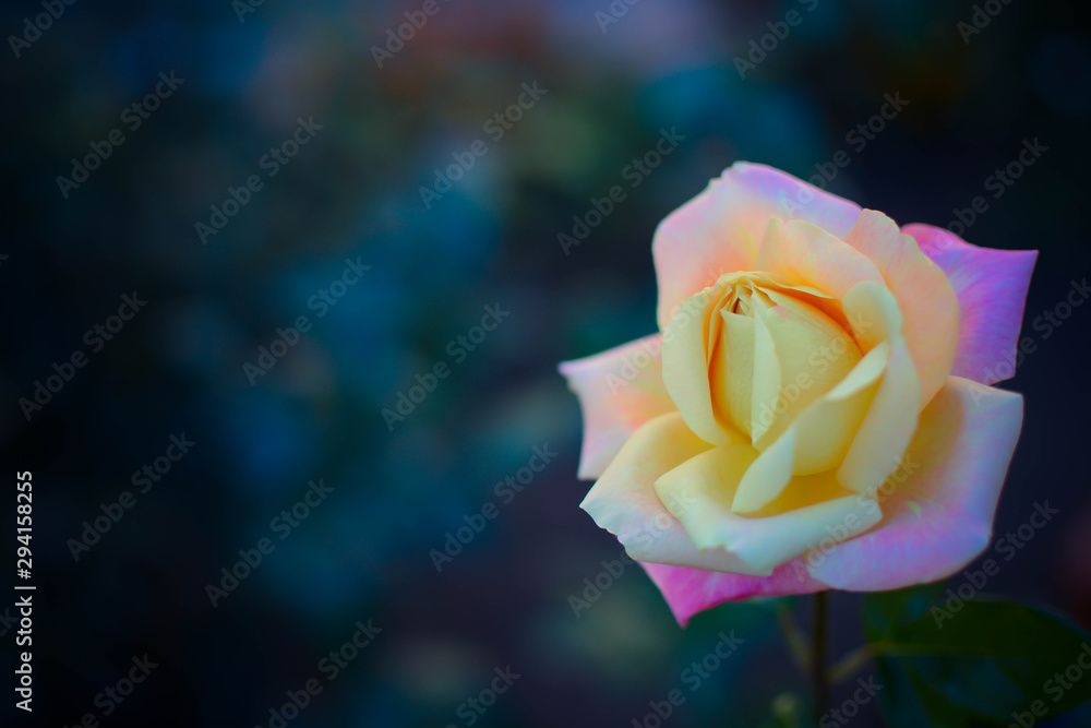 red rose with drops of water on black background