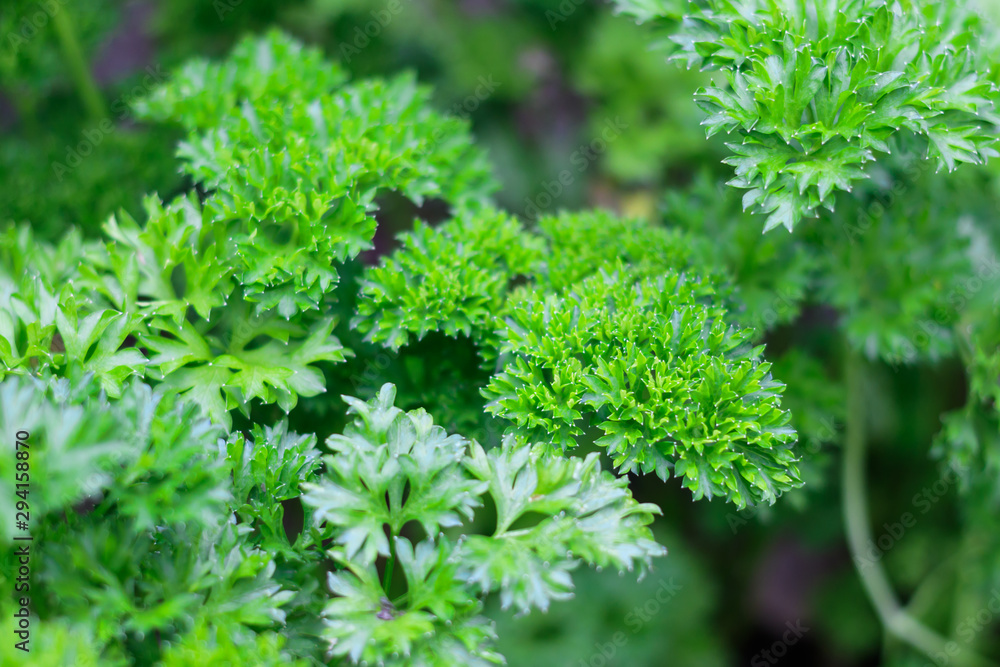 Green parsley grass in the garden Green parsley grass in the garden