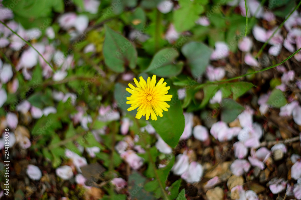 東京都新宿区の公園に咲くたんぽぽを囲む桜の花びら Stock Photo Adobe Stock