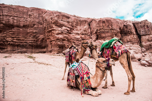 Kamele in Petra, Jordanien © Sarah