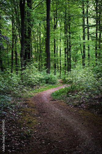 A path running through the lush forests in Belgium.