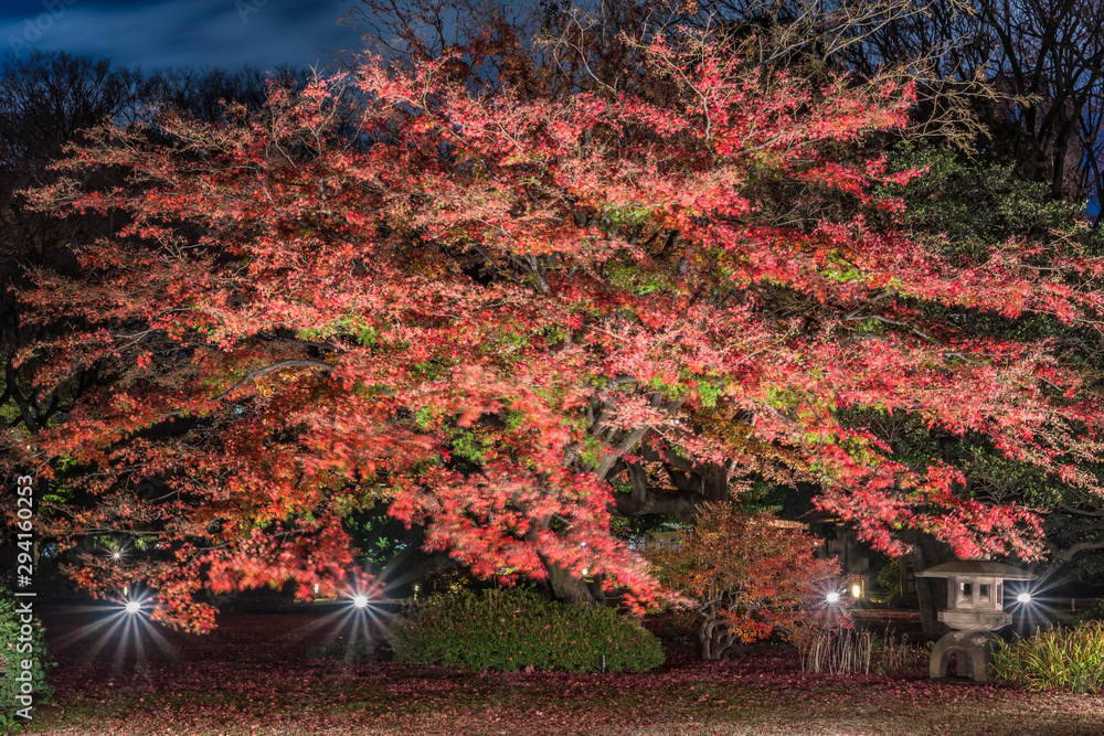 Φωτογραφία Autumn lightup of a stone lantern under a red maple momiji in the garden of Rikugien in Tokyo in autumn