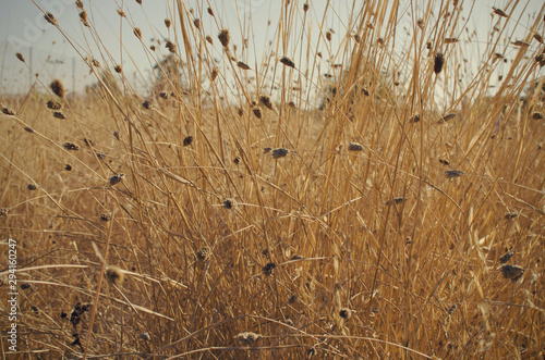 Closeup of a bush of dry grass in Infanta Elena Park in Seville, Andalusia, Spain. Selective focus