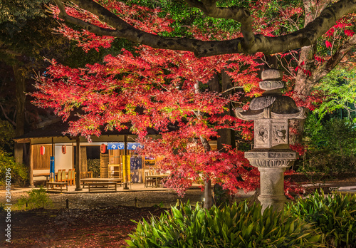 Autumn night lighup of a stone Kasuga lantern under a red maple momiji in the garden of Rikugien in Tokyo.