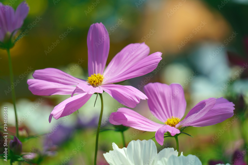 pink cosmos flower in garden of green background pink cosmos flower in garden of green background