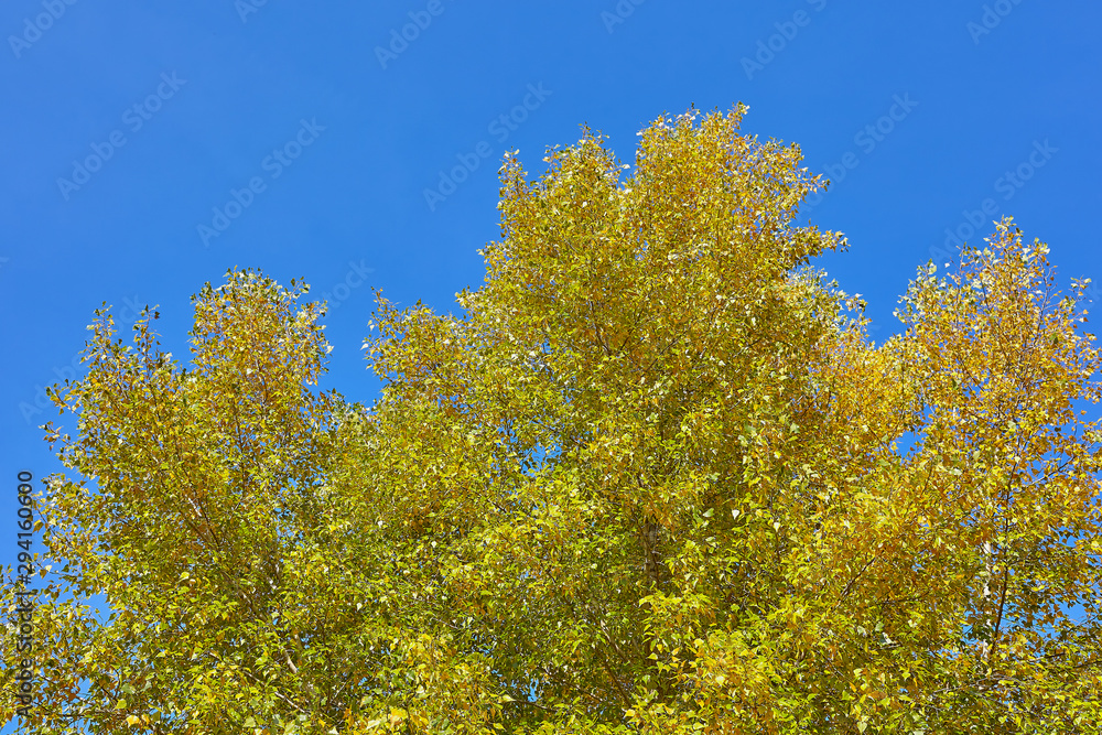 Autumn yellow tree top on the blue sky background.