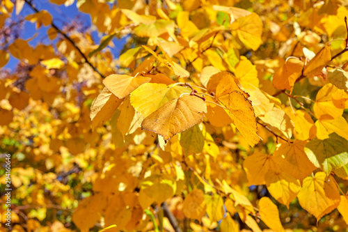 Autumn yellow foliage on a tree in the park.