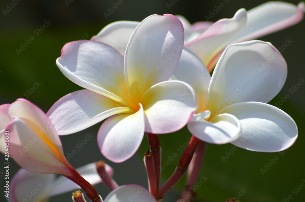 Flor pétalo blanco y centro amarillo Flor pétalo blanco y centro amarillo