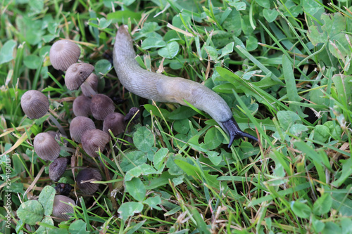 a large gray slug creeps along the grass among the mushrooms on the lawn