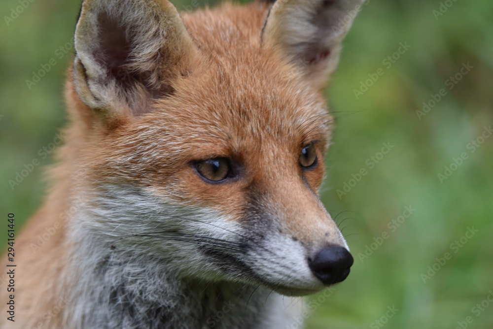 Renard Renard