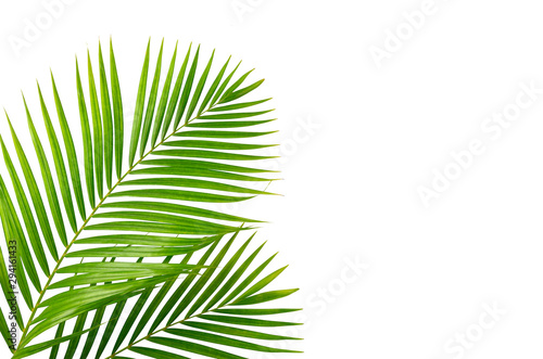 Green leaves of palm isolated on white background.